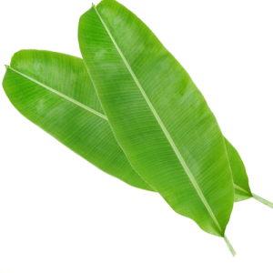 Banana leaves